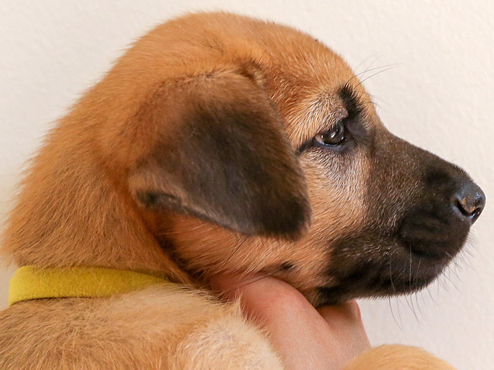 chinook puppy